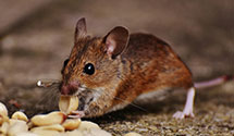 24 Hour & Emergency Exterminators in Laguna Woods, CA